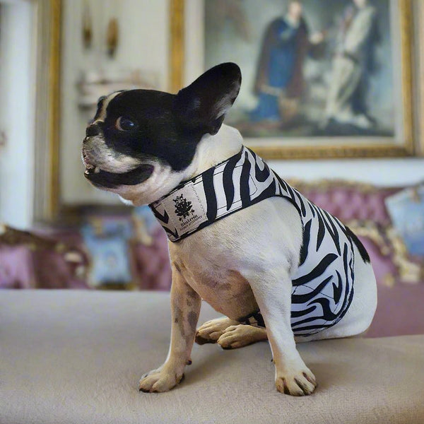 harness coat zebra dogs