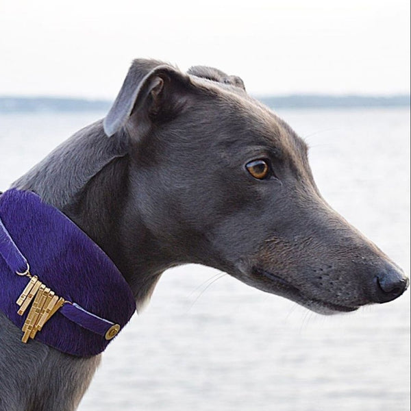 Whippet collars deals and leads
