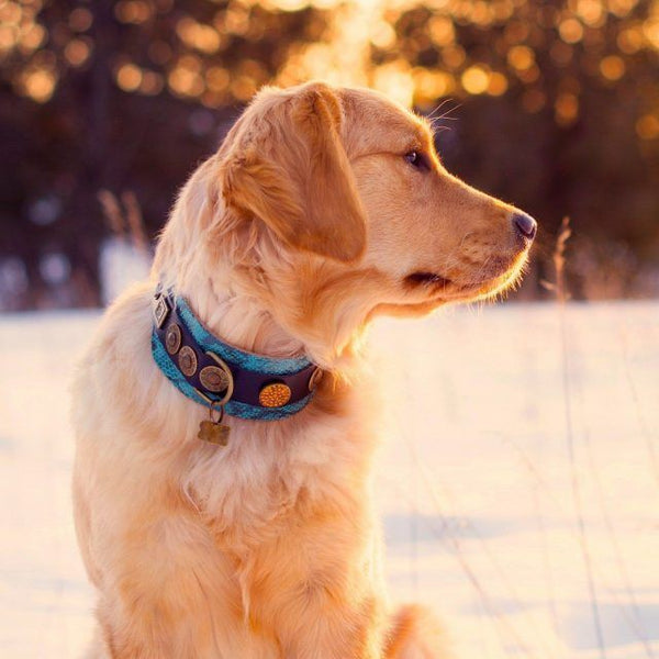 Ocean Blue Dog Collar