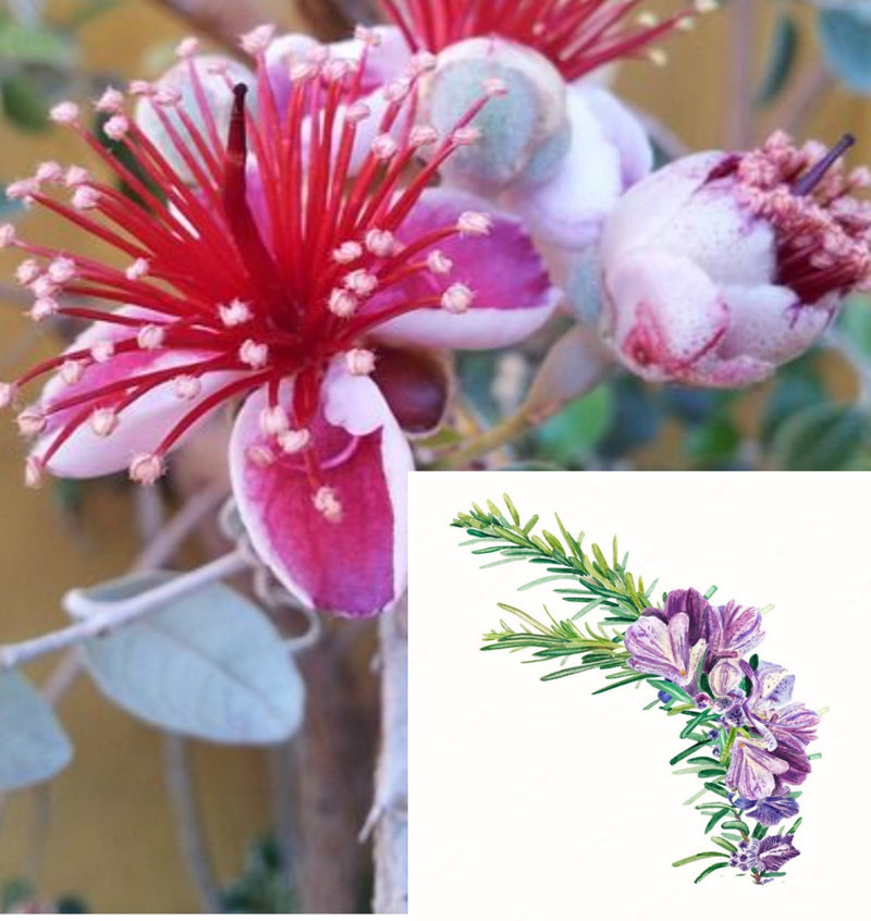 Balearic herbs with Fig tree flower and rosemary