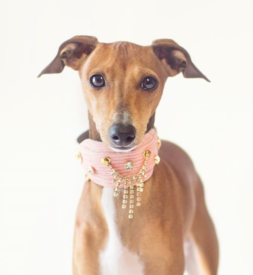 Cascada Galgo Collar  - BARCELONADOGS