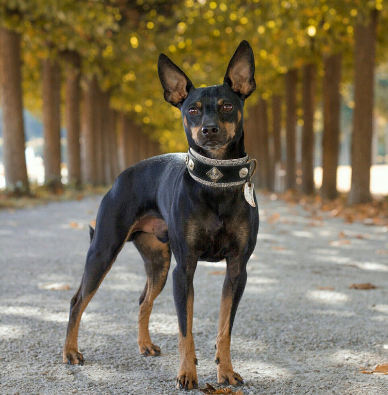 Perro Buda Paisley Collar - BARCELONAS