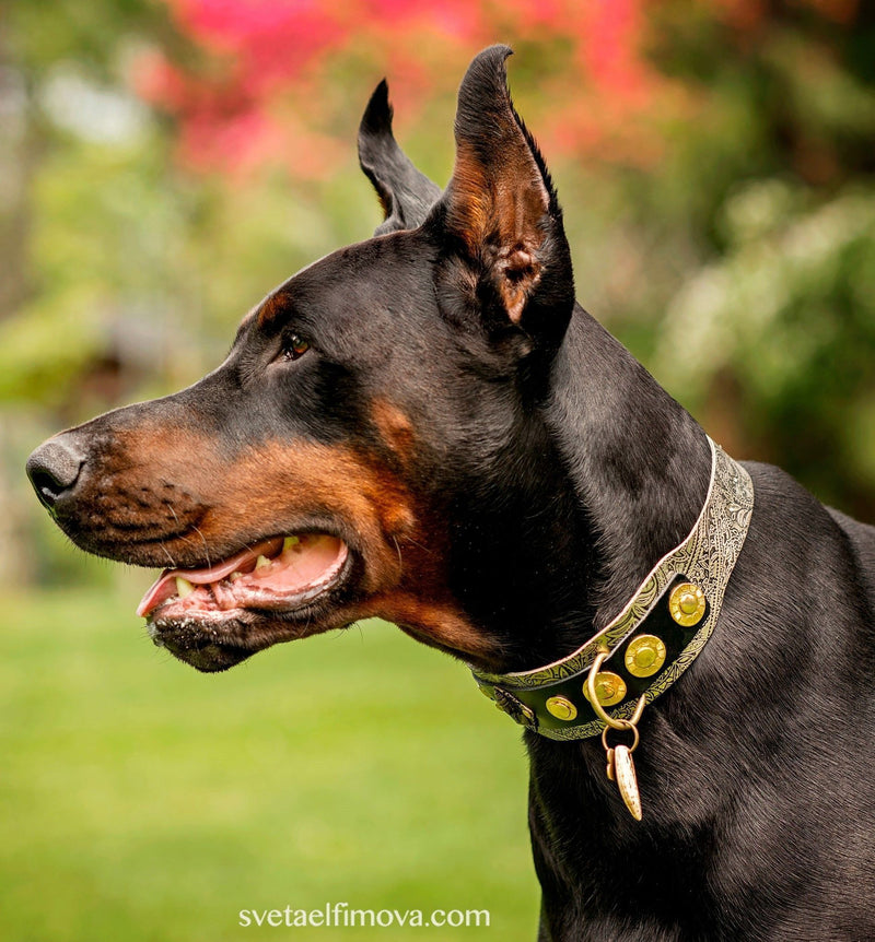 Perro Buda Paisley Collar - BARCELONAS