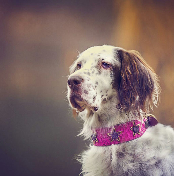 Perro del Loto Collar - BARCELONADOGS