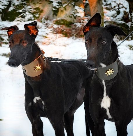 Estrella Galgo Collar  - BARCELONADOGS