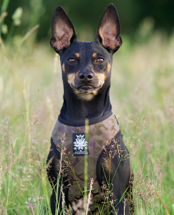 Arnés para perro militar de terciopelo con correa - BARCELONA