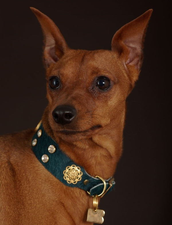 Lhasa Pet Collar