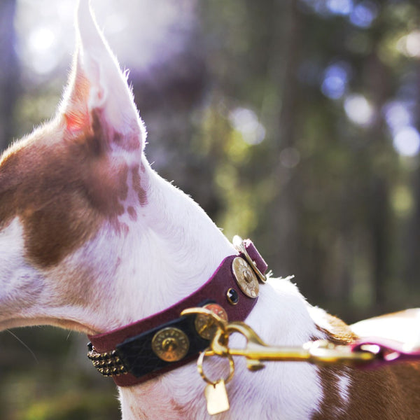 perro cisne collar