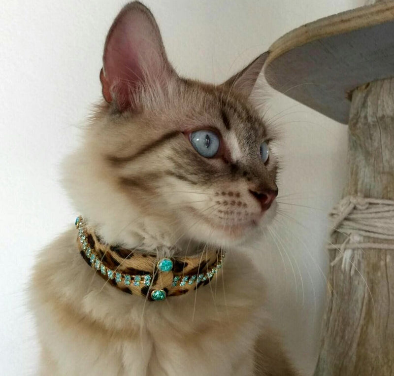 Gato de Serendipia Collar - BARCELONADOGS