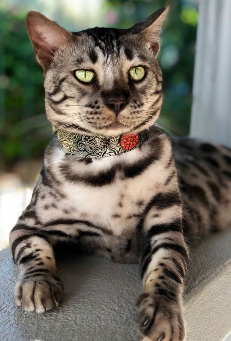 Gato de Paisley Collar - BARCELONADOGS