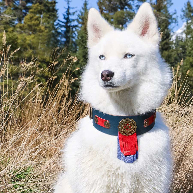 Perro Apache Collar - BARCELONADOGS