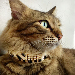 Gato Masculino de Zanzíbar Collar - BARCELONA