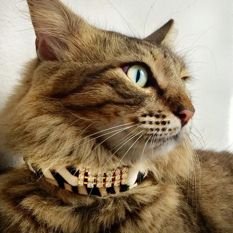 Gato Masculino de Zanzíbar Collar - BARCELONA