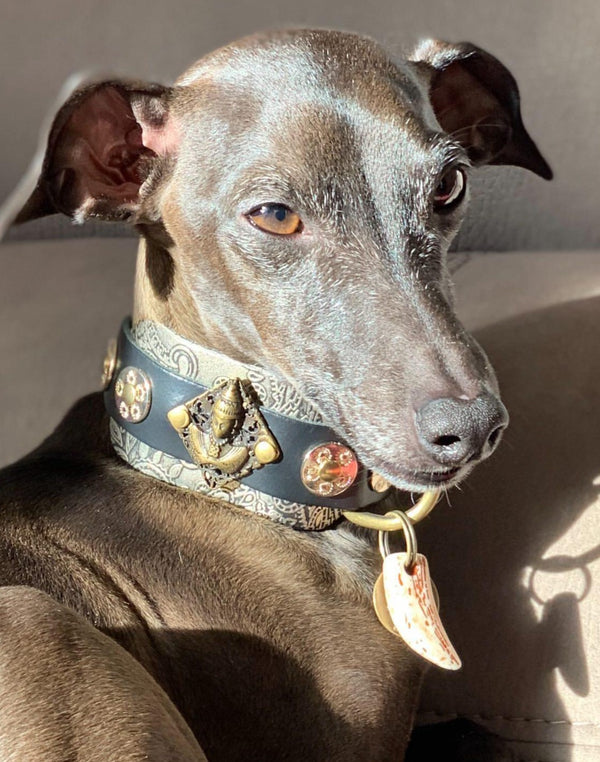 Buda Paisley Galgo italiano Collar