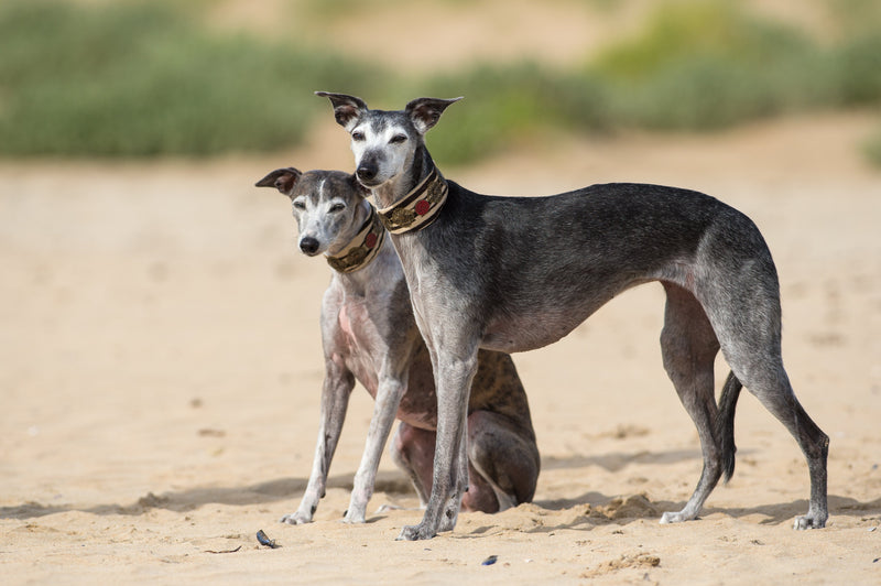 sighthound collar patrón de cebra