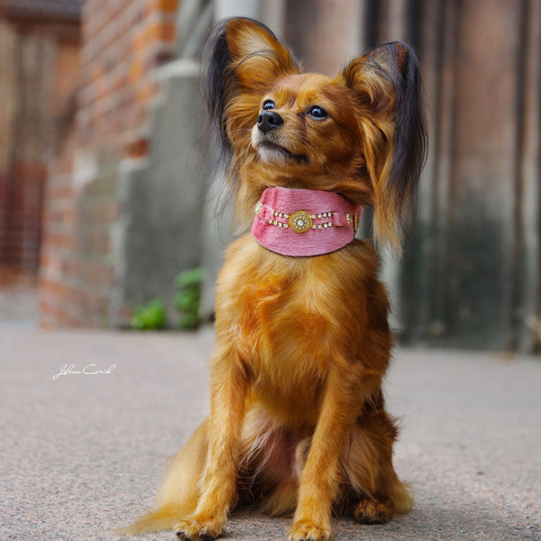 Perro de Bacall Collar - BARCELONADOGS