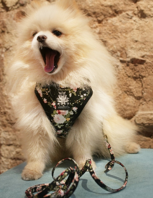Arnés perro pequeño Burberry Beige Luxury - Veterizonia