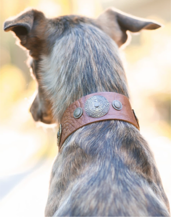 Collar de Perro Vikingo