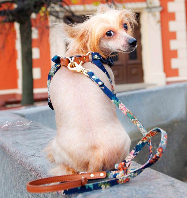 Arnés para perros de la Marina Tropical - BARCELONADOGS
