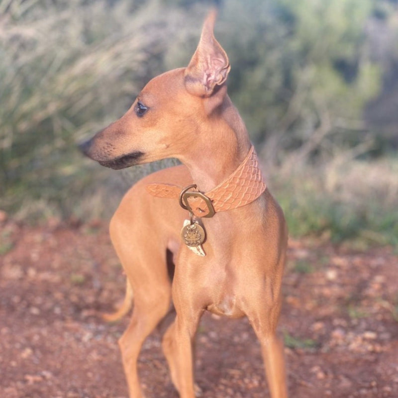 GALGO ITALIANO LISO COLLAR SET