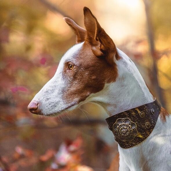 Perro de Bronce Antiguo Collar - BARCELONADOGS