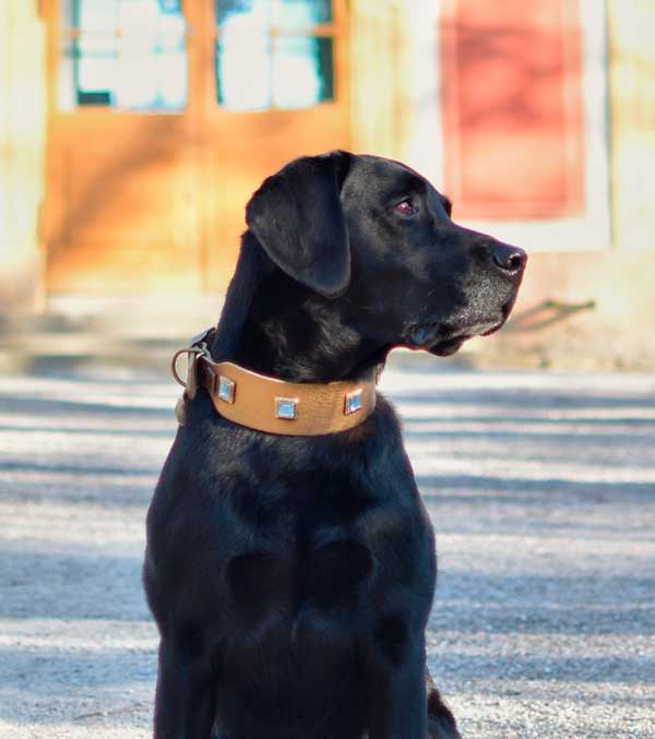 Perro Zafiro Collar - BARCELONA