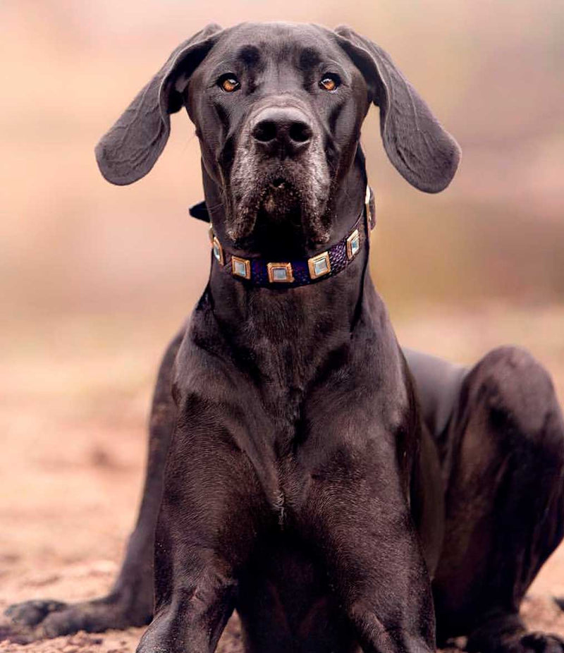 Perro Zafiro Collar - BARCELONA