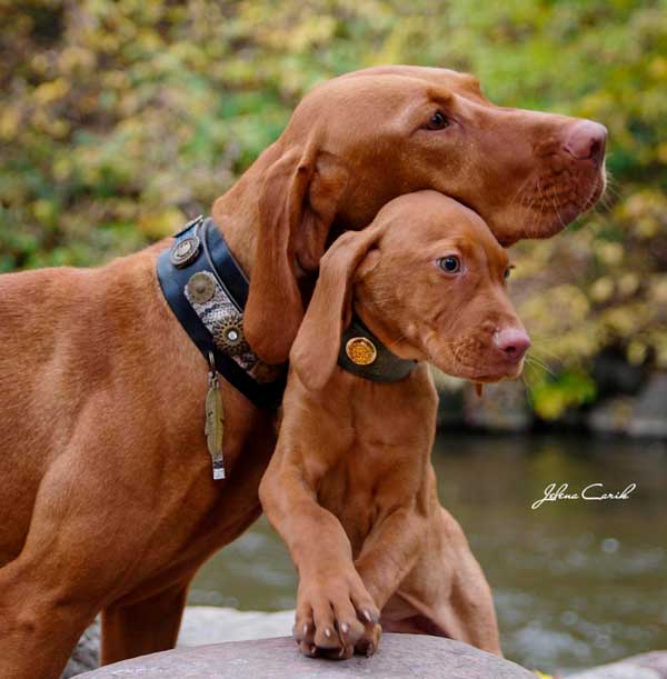 Perro Sioux de una sola pluma Collar - BARCELONA