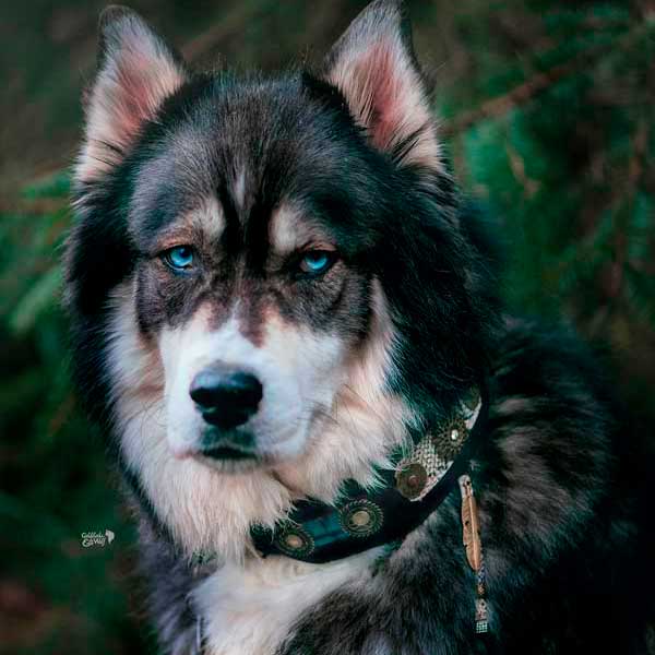 Perro Sioux de una sola pluma Collar - BARCELONA