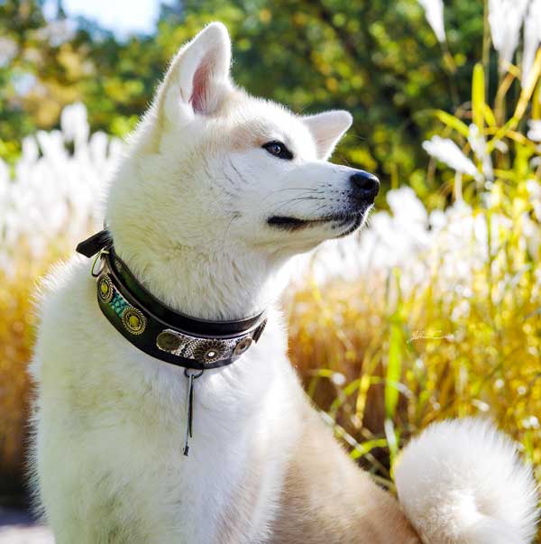 Perro Sioux de una sola pluma Collar - BARCELONA