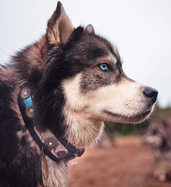 Perro Sioux de una sola pluma Collar - BARCELONA