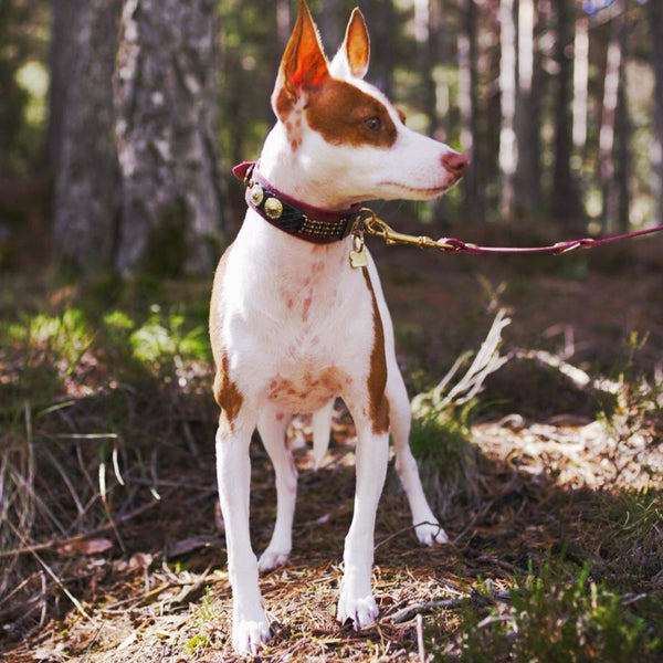 perro cisne collar en rojo