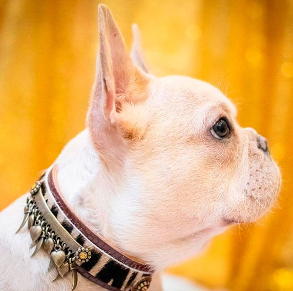 Perro Kwatile Collar - BARCELONADOGS