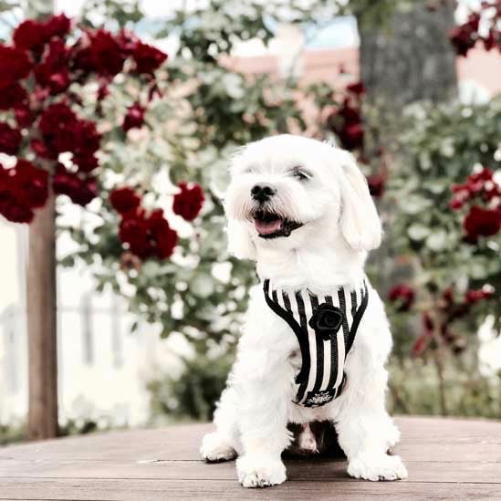 Arnés Blanco y Negro a Rayas con Correa - BARCELONADOGS