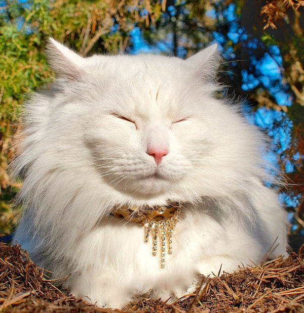 Gato de la cascada del guepardo Collar - BARCELONA