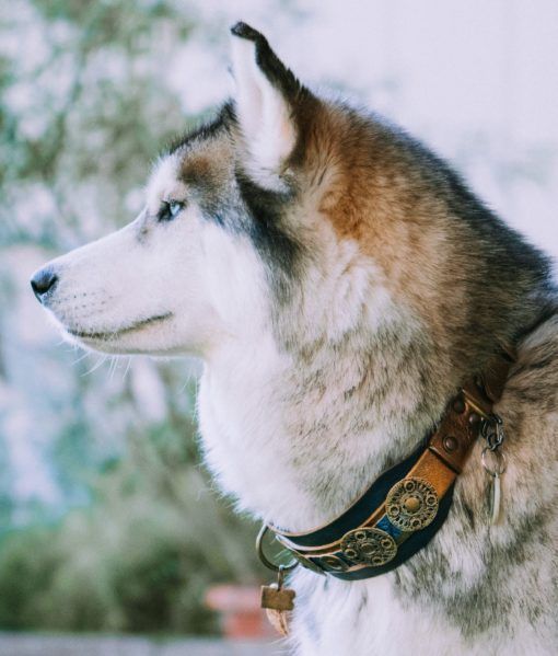 Viking de Luxe Hund halsband - BARCELONADOGS