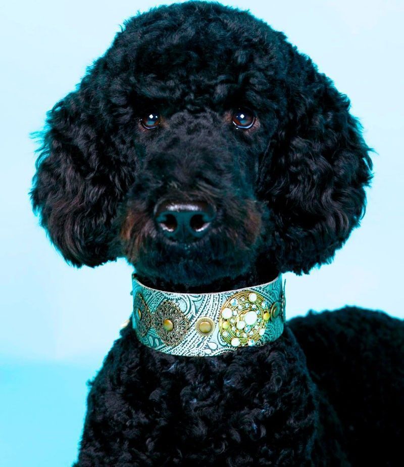 Persiska Paisley Dog halsband - BARCELONADOGS