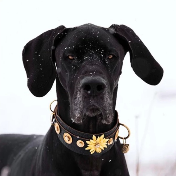 Vilda kejsarinnan kristalliserad Hund halsband - BARCELONADOGS