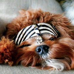 Pirate Bay Hund halsband - BARCELONADOGS
