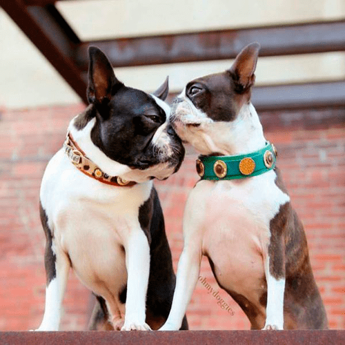 Rossellini Hund halsband - BARCELONADOGS