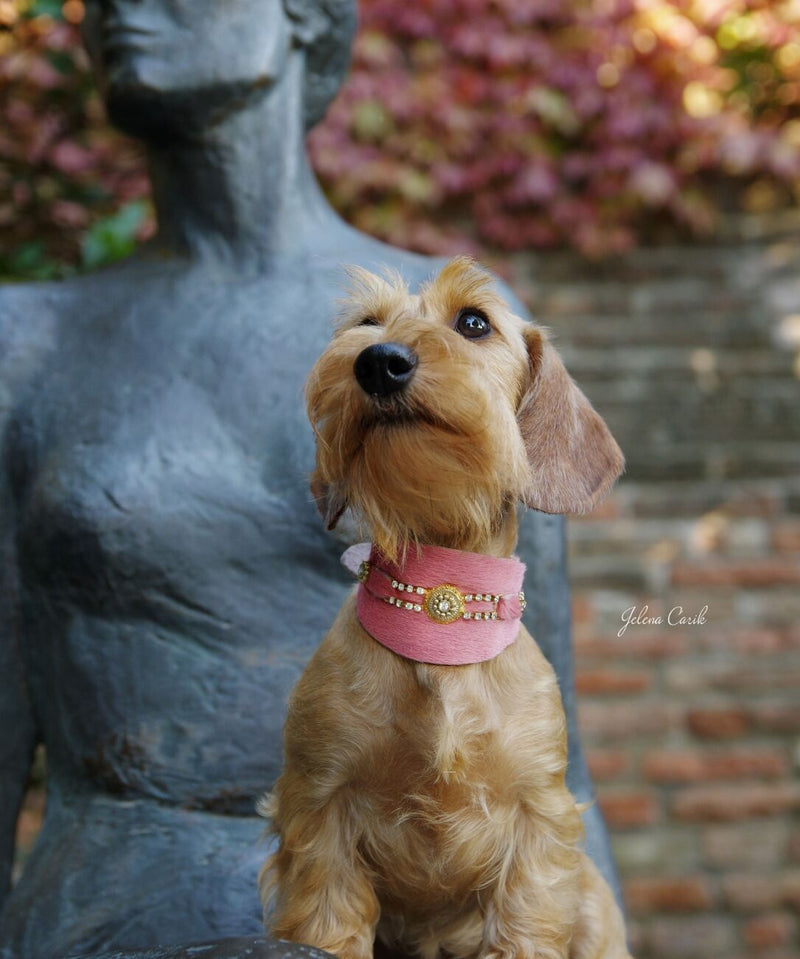 Bacall Hund halsband - BARCELONADOGS