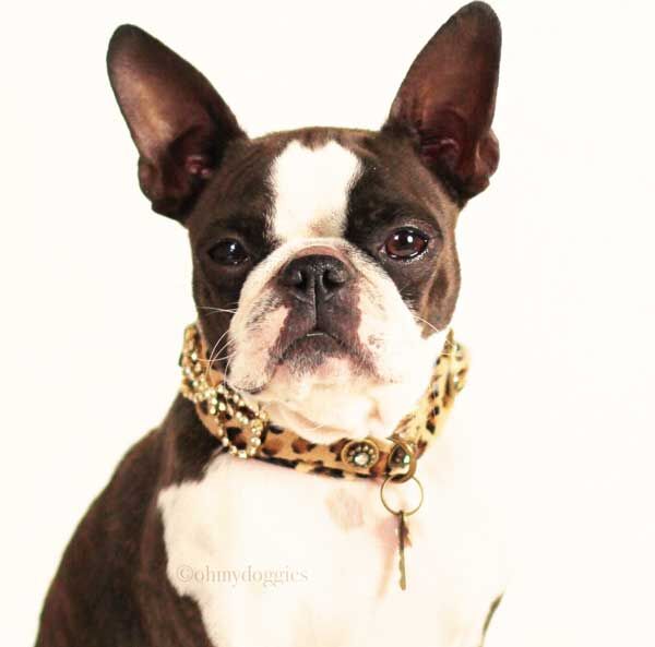 Karen Blixen Hund halsband - BARCELONADOGS