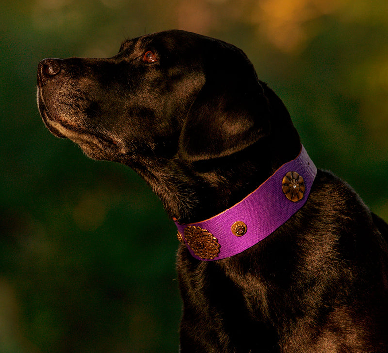 Tribeca Hund halsband