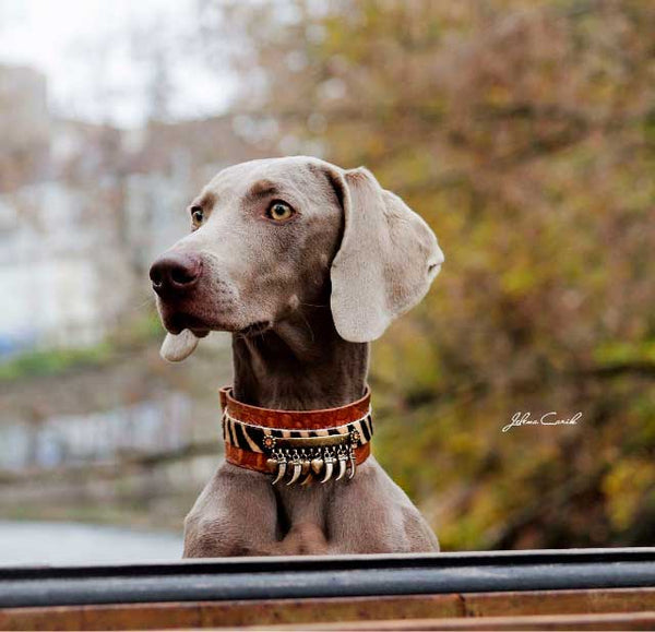 Kwatile Hund halsband - BARCELONADOGS