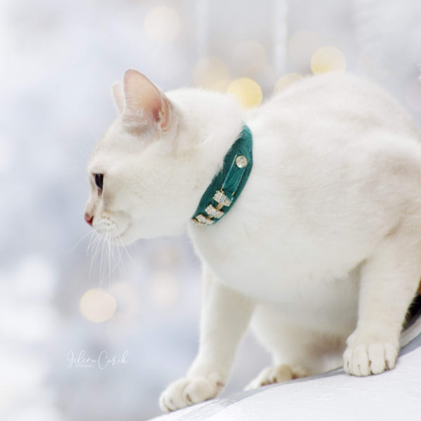 Petit Blanche Katt halsband