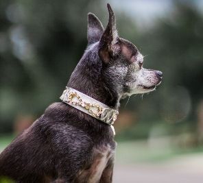 Tribal Rosett Orm hund halsband - BARCELONADOGS