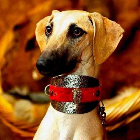 Vintage Hund halsband - BARCELONADOGS