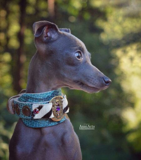 Vintage Hund halsband - BARCELONADOGS