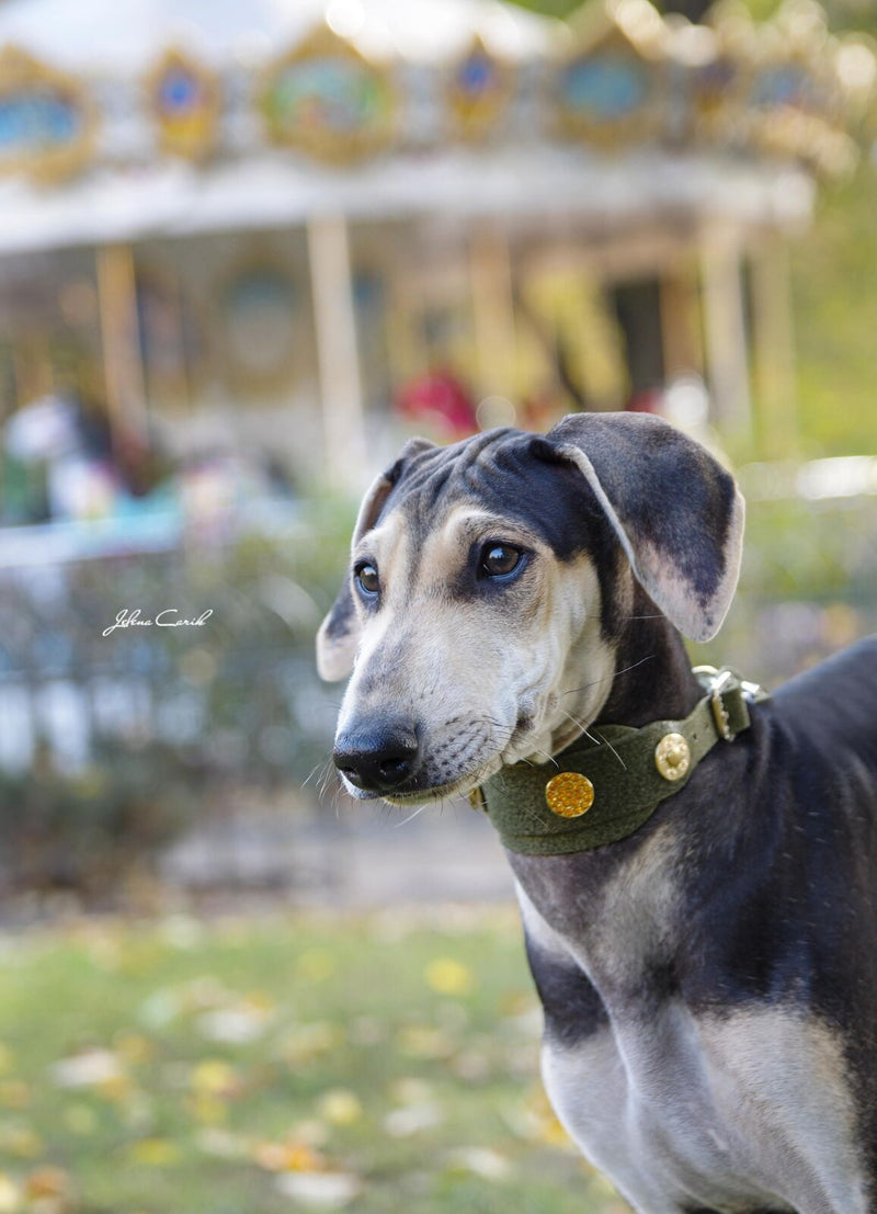 Shanghai Bred Hund halsband - BARCELONADOGS