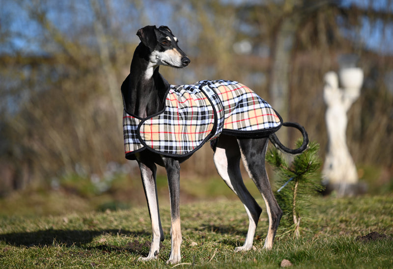 Camel Tartan ALL BREEDS
